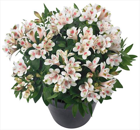 Foto fiore da  Vaso e aiola Alstroemeria Inticancha® Creamy Dark Pink