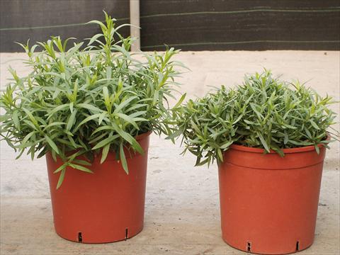 photo of flower to be used as: Pot and bedding Artemisia Drancunculus