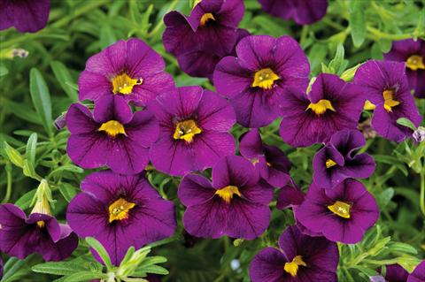 Foto fiore da  Vaso, balcone, basket Calibrachoa Noa™ Black Purple