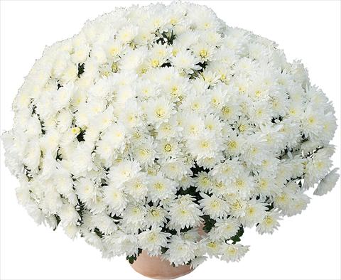 Foto fiore da  Vaso e aiola Chrysanthemum Matou® Blanc