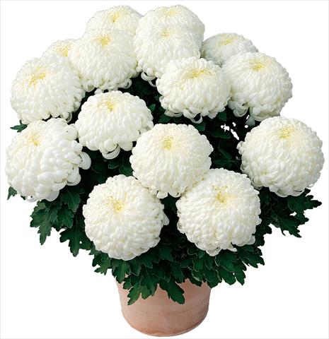 Foto fiore da  Vaso e aiola Chrysanthemum Paladin® Blanc