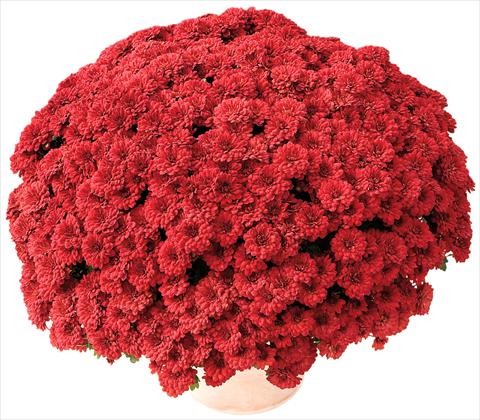 Foto fiore da  Vaso e aiola Chrysanthemum Tribal® Rouge