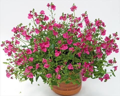 Foto fiore da  Vaso, balcone, basket Diascia Genta™ Bold Pink