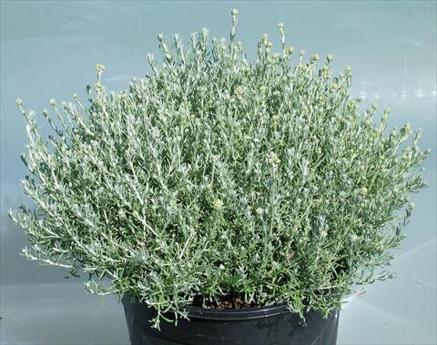 photo of flower to be used as: Pot and bedding Helychrysum italycum Dwarf
