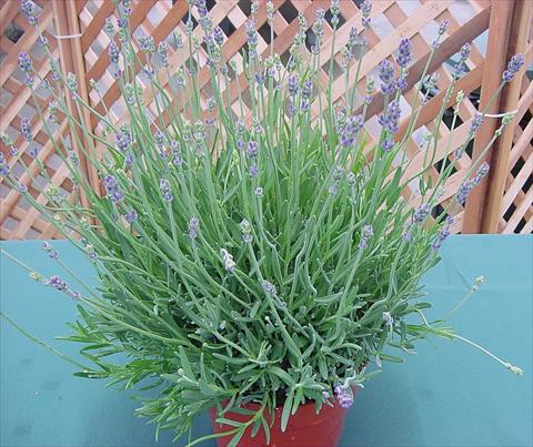 Foto fiore da  Vaso e aiola Lavandula angustifolia Munstead Hishtils Strain