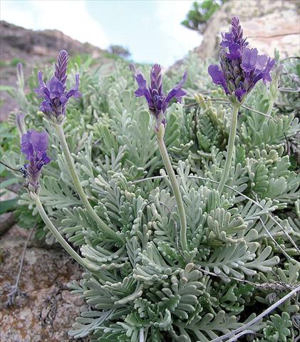 Foto fiore da  Vaso e aiola Lavandula pinnata Lavandula pinnata