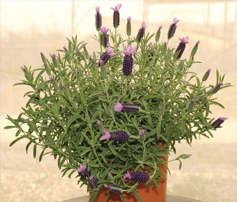 Foto fiore da  Vaso e aiola Lavandula stoechas Devonshire Compact Purple