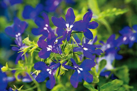 Foto fiore da  Vaso, balcone, basket Lobelia Hot® Dark Blue