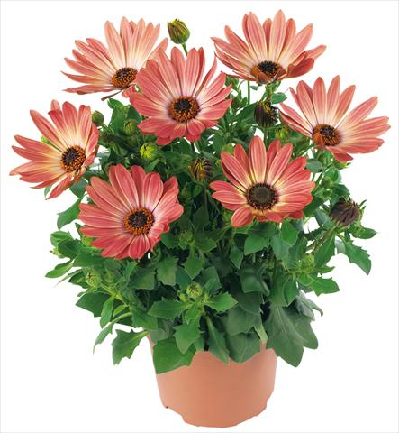 Foto fiore da  Vaso e aiola Osteospermum Margarita fides® Bronze Bicolor