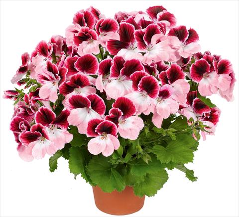 Foto fiore da  Balcone, vaso Pelargonium grandiflorum pac® Aristo® Darling