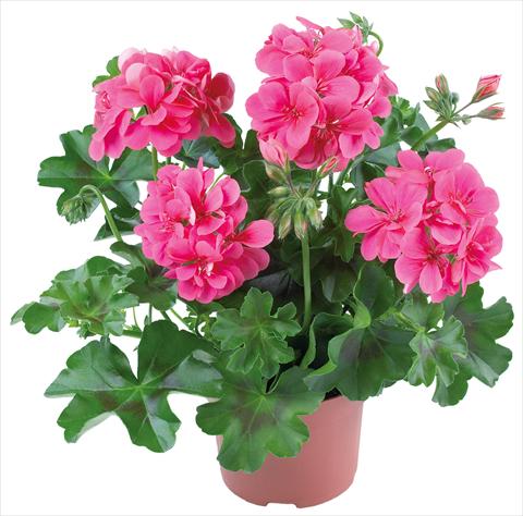 Foto fiore da  Balcone, vaso Pelargonium peltatum Dancing Idols® fides® Candy