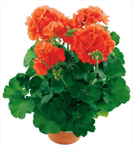 Foto fiore da  Balcone, vaso Pelargonium zonale Summer Idols® fides® Orange