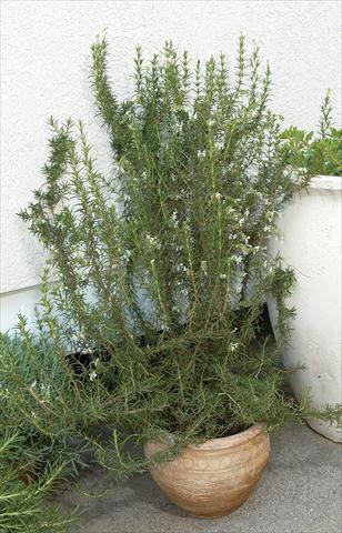photo of flower to be used as: Pot and bedding Rosmarinus officinalis Upright White