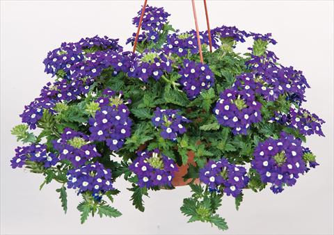 Foto fiore da  Vaso, balcone, basket Verbena Donalena™ Blue Soul