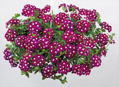 Foto fiore da  Vaso, balcone, basket Verbena Donalena™ Bordeaux Soul