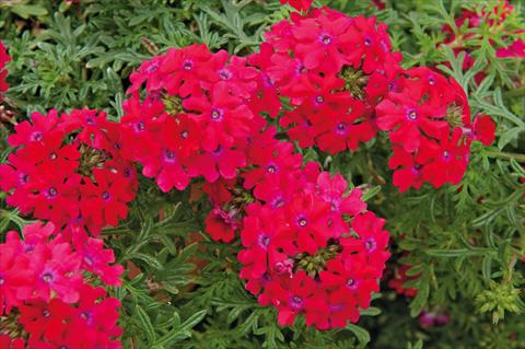 Foto fiore da  Vaso, balcone, basket Verbena Veralena™ Rouge