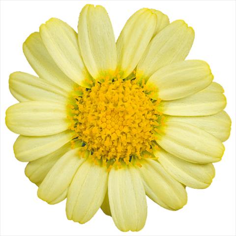 Foto fiore da  Vaso e aiola Argyranthemum Molimba® m yellow