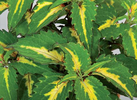 photo of flower to be used as: Pot and bedding Coleus hybrida Mosaik Amazon Green
