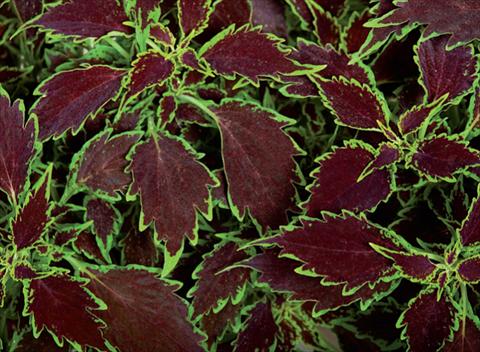 Foto fiore da  Vaso e aiola Coleus hybrida Mosaik Thin Mint