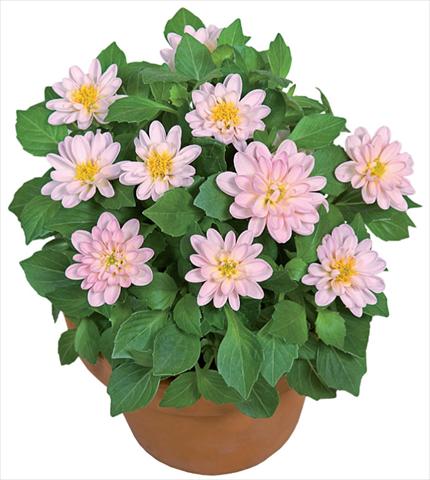 Foto fiore da  Vaso e aiola Dahlia x hybrida Dahlini™ Light Pink White