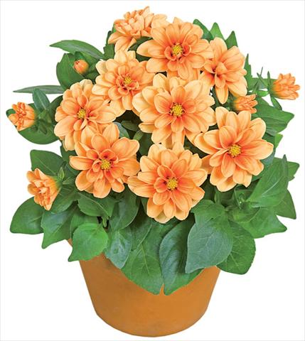 Foto fiore da  Vaso e aiola Dahlia x hybrida Dahlini™ Orange