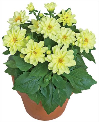 Foto fiore da  Vaso e aiola Dahlia x hybrida Dahlini™ Yellow