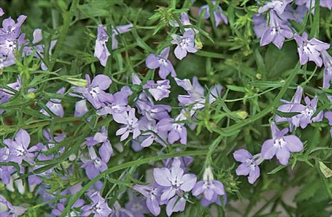 Foto fiore da  Vaso, balcone, basket Lobelia Techno Heat Light Blue Improved