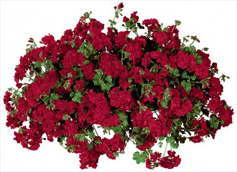 Foto fiore da  Vaso, balcone, basket Pelargonium peltatum Temprano Dark Red Improved