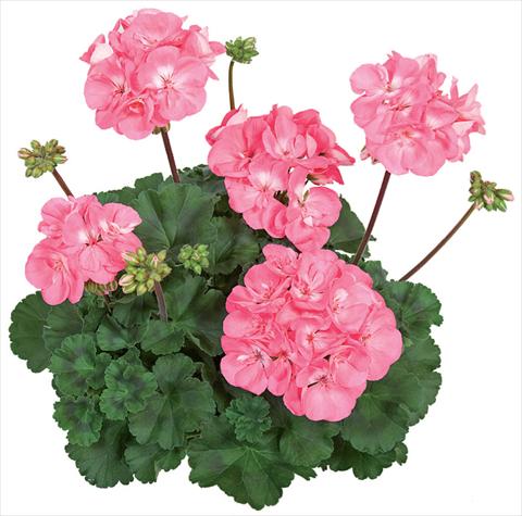 Foto fiore da  Balcone, vaso Pelargonium zonale Tango® Candy Rose