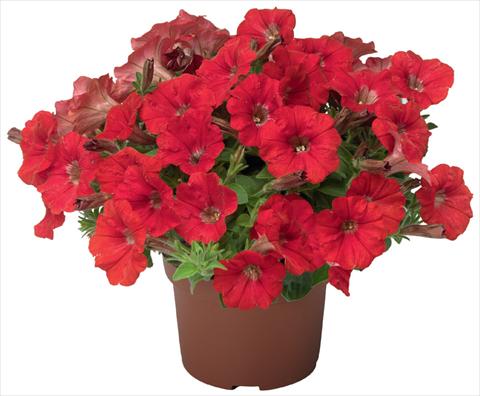 Foto fiore da  Vaso, balcone, basket Petunia x hybrida Sanguna® Mini Red