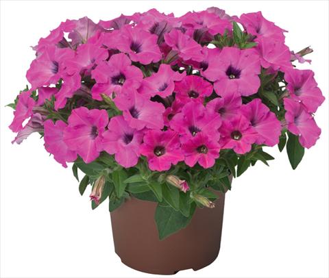 Foto fiore da  Vaso, balcone, basket Petunia x hybrida Sanguna® Mini Rose Dark Throat