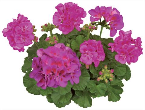 Foto fiore da  Vaso, aiuola, balcone Pelargonium zonale Compact Line Deep Lavender