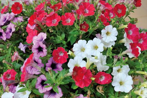 Foto fiore da  Vaso, balcone, basket 3 Combo Trio Musicale Blues Trio