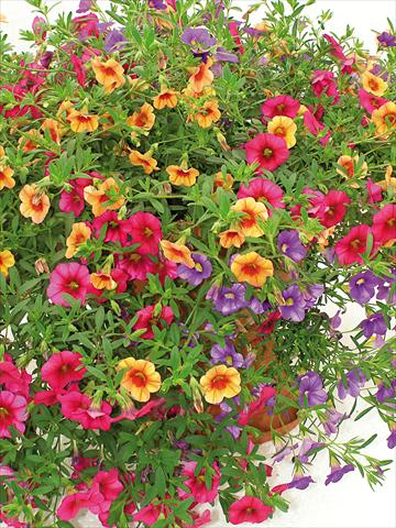 photo of flower to be used as: Pot, patio, basket 3 Combo Trio Musicale Classic Trio