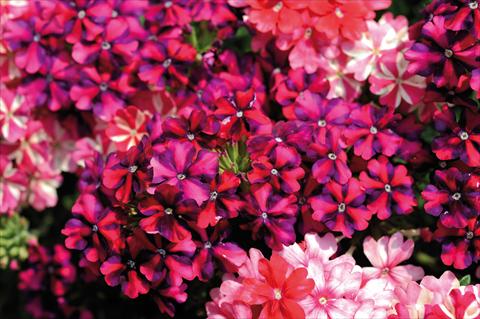 photo of flower to be used as: Pot, patio, basket 3 Combo Trio Musicale Country Trio