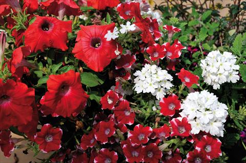 Foto fiore da  Vaso, balcone, basket 3 Combo Trio Musicale Folk Trio