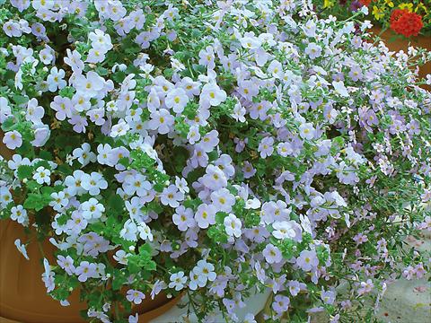 photo of flower to be used as: Pot, patio, basket 3 Combo Trio Musicale Jazz Trio