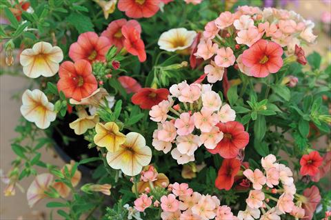 photo of flower to be used as: Pot, patio, basket 3 Combo Trio Musicale Reggae Trio