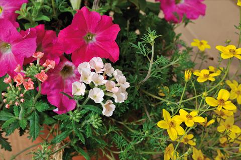 photo of flower to be used as: Pot, patio, basket 3 Combo Trio Musicale Swing Trio