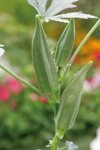 Foto fiore da  Vaso e aiola Abelmoschus esculentus Okra Green Fingers