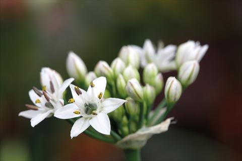 Foto fiore da  Vaso e aiola Allium sibiricum Chive Gigantic