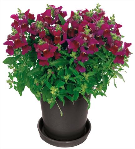 Foto fiore da  Vaso e aiola Antirrhinum majus Florini® Diana Purple®