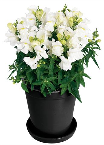 Foto fiore da  Vaso e aiola Antirrhinum majus Florini® Diana White®