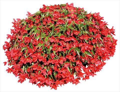 photo of flower to be used as: Pot, patio, basket Begonia pendula Miss Malen