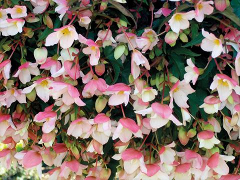 Foto fiore da  Vaso, balcone, basket Begonia pendula Miss Moon