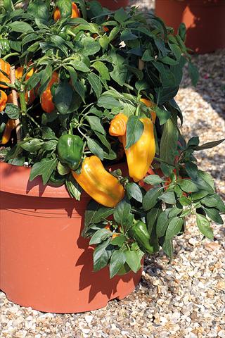 Foto fiore da  Vaso, aiuola, balcone Capsicum annuum Mohawk