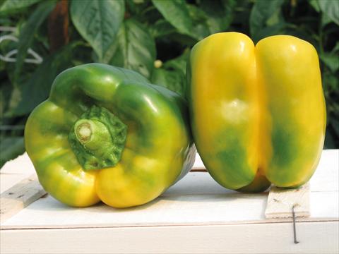 Foto fiore da  Vaso, aiuola, balcone Capsicum annuum Quadrato giallo F1