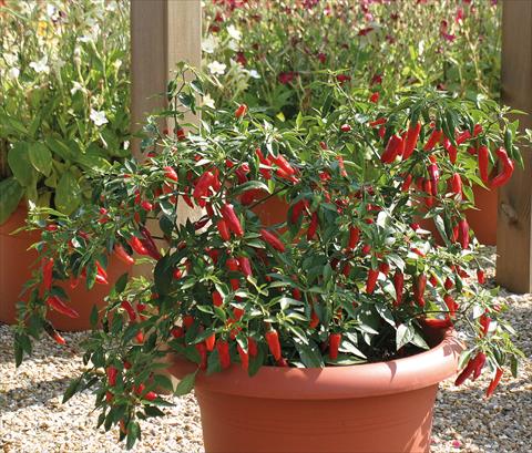 photo of flower to be used as: Pot, bedding, patio Capsicum frutescens Apache