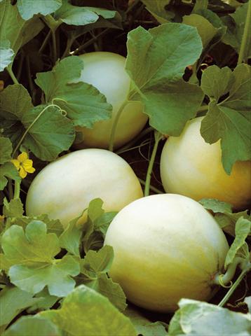 Foto fiore da  Vaso e aiola Cucumis melo (melone) Liscio F1