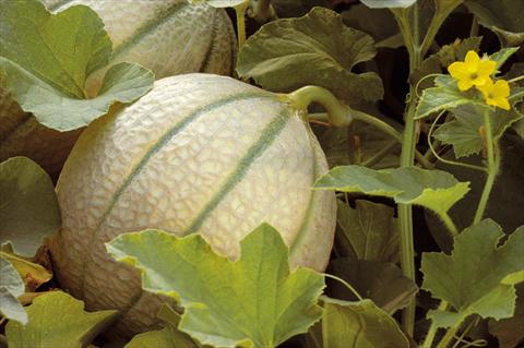 Foto fiore da  Vaso e aiola Cucumis melo (melone) Retato F1